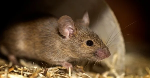 does tobacco repel rats How to keep out of car 2025 | rat repellent for car | hacks for car How to Protect Your Car